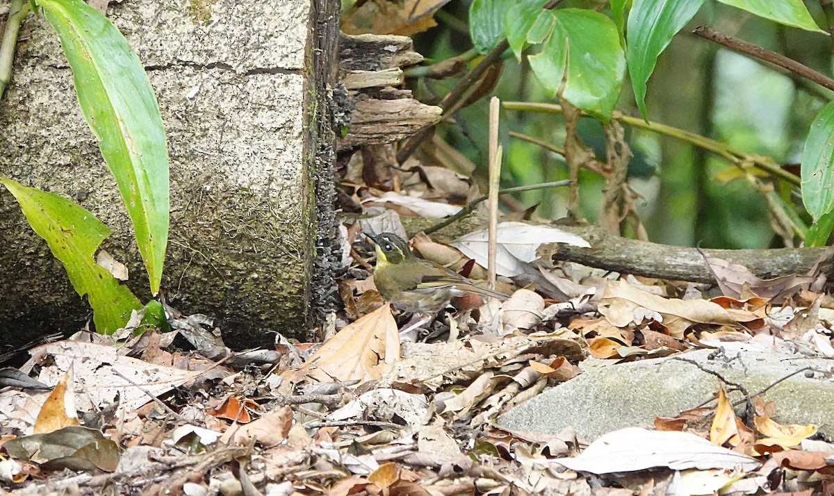 Sarı Gerdanlı Serikornis - ML646730047