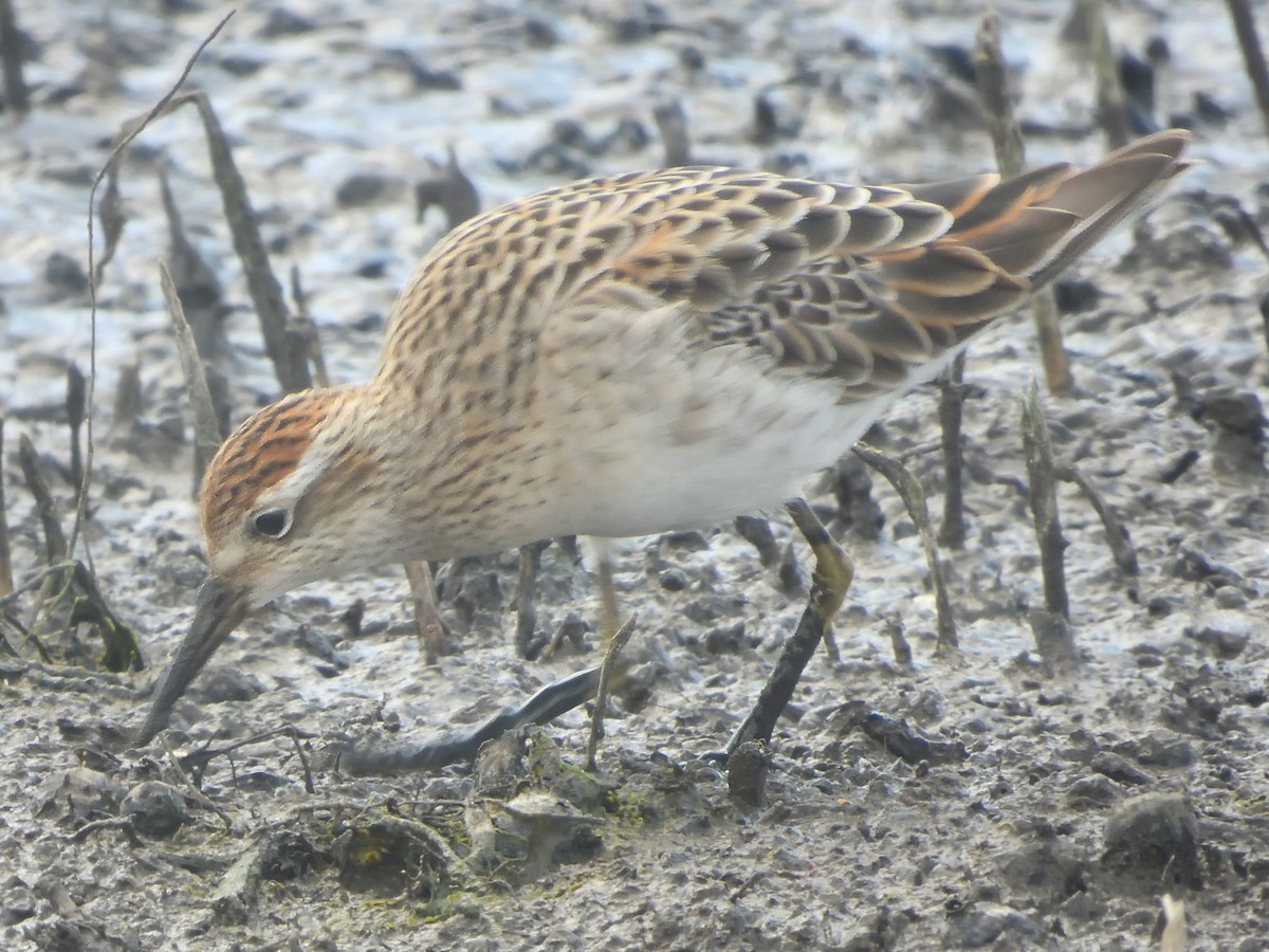 ウズラシギ - ML646730048