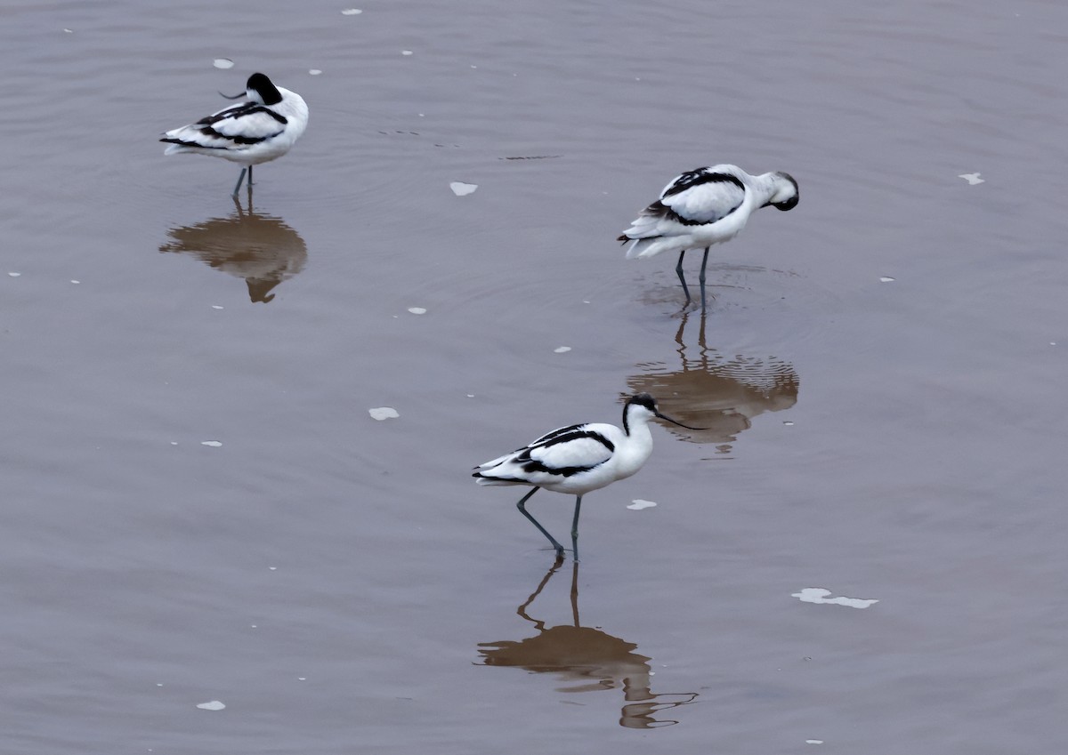 ソリハシセイタカシギ - ML646730049