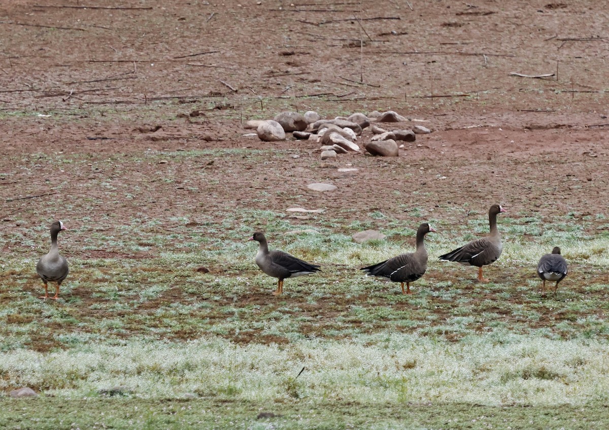אווז קטן - ML646730050