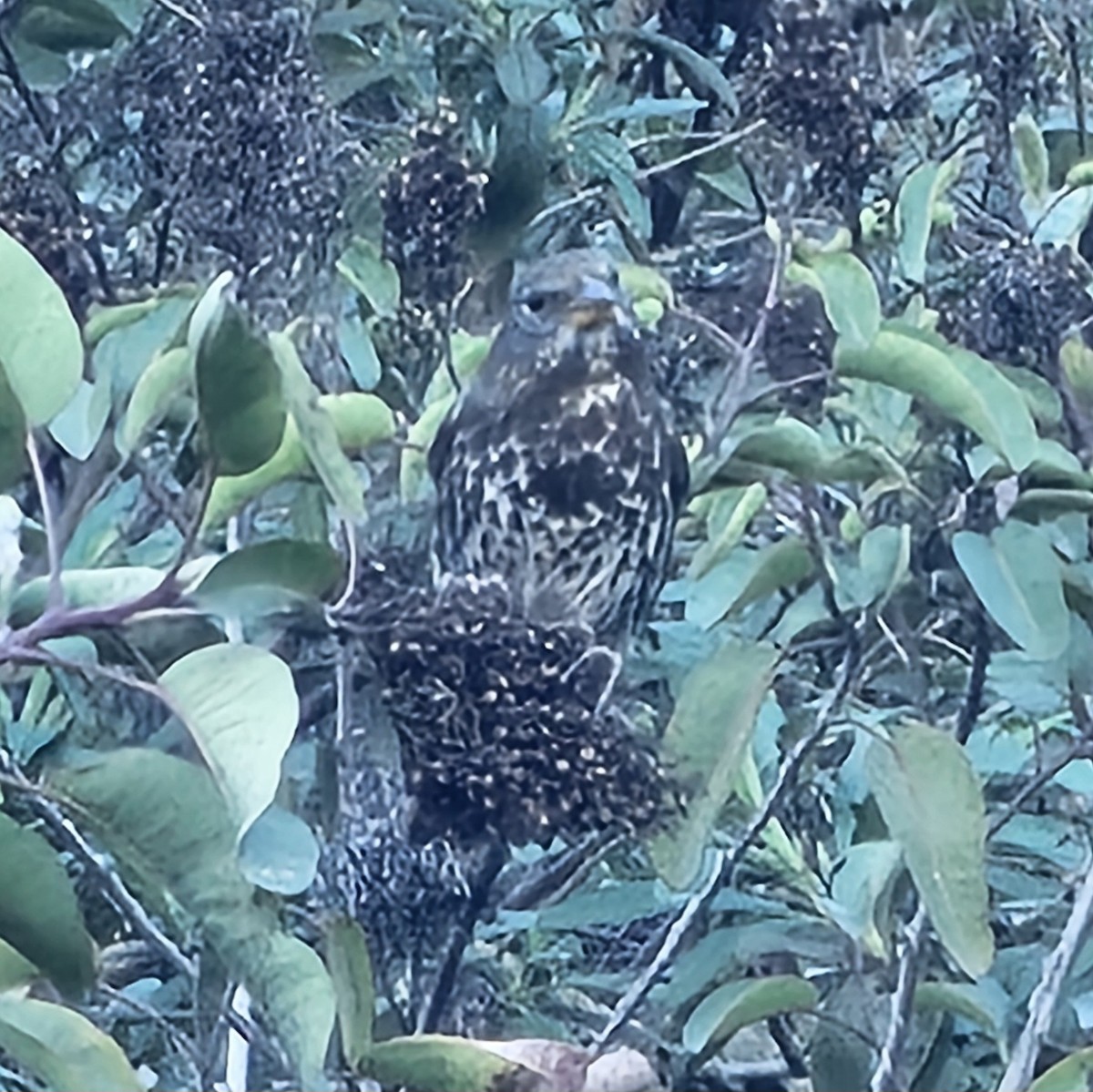 Fox Sparrow (Thick-billed) - ML646730051