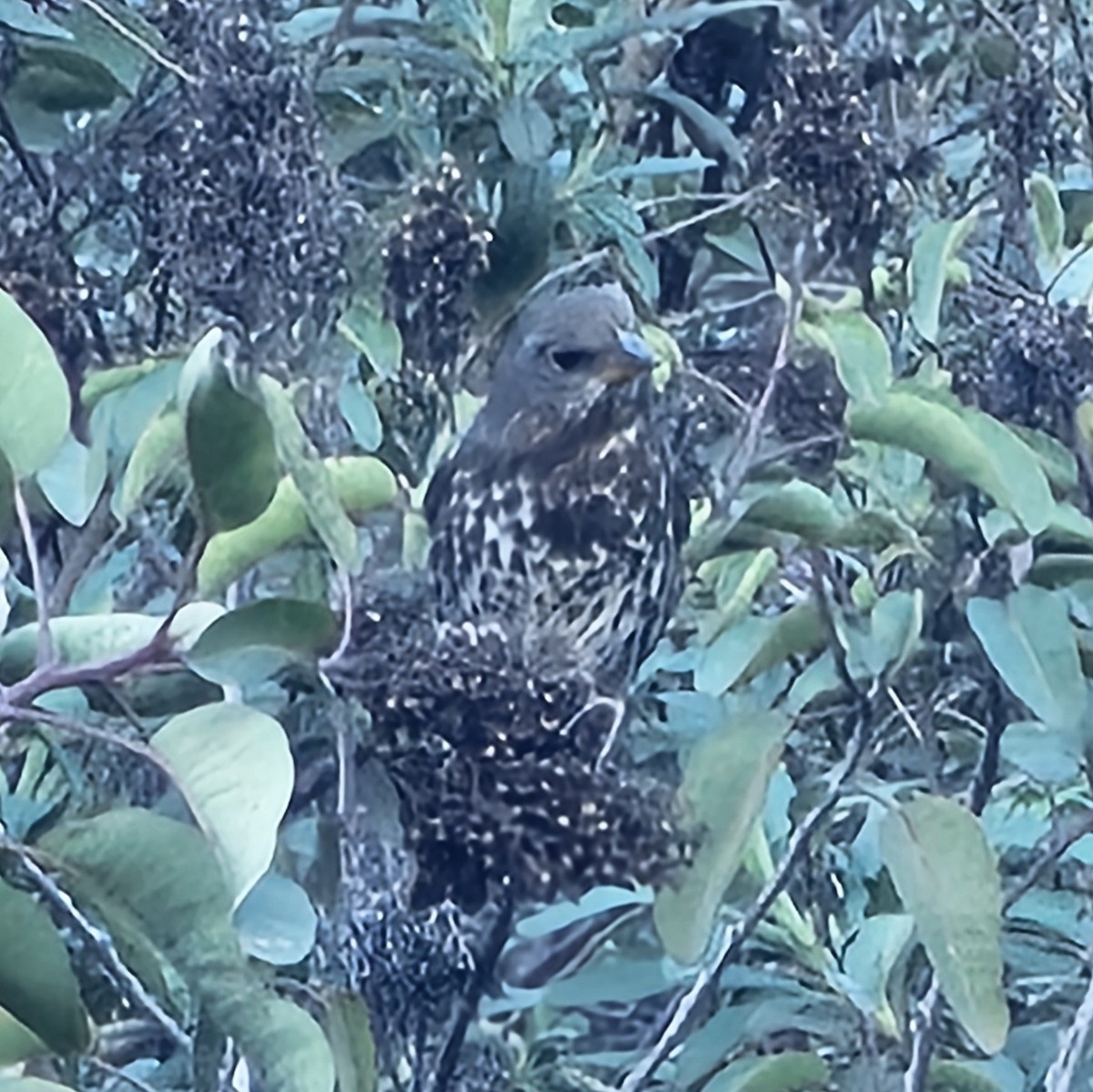 Fox Sparrow (Thick-billed) - ML646730052