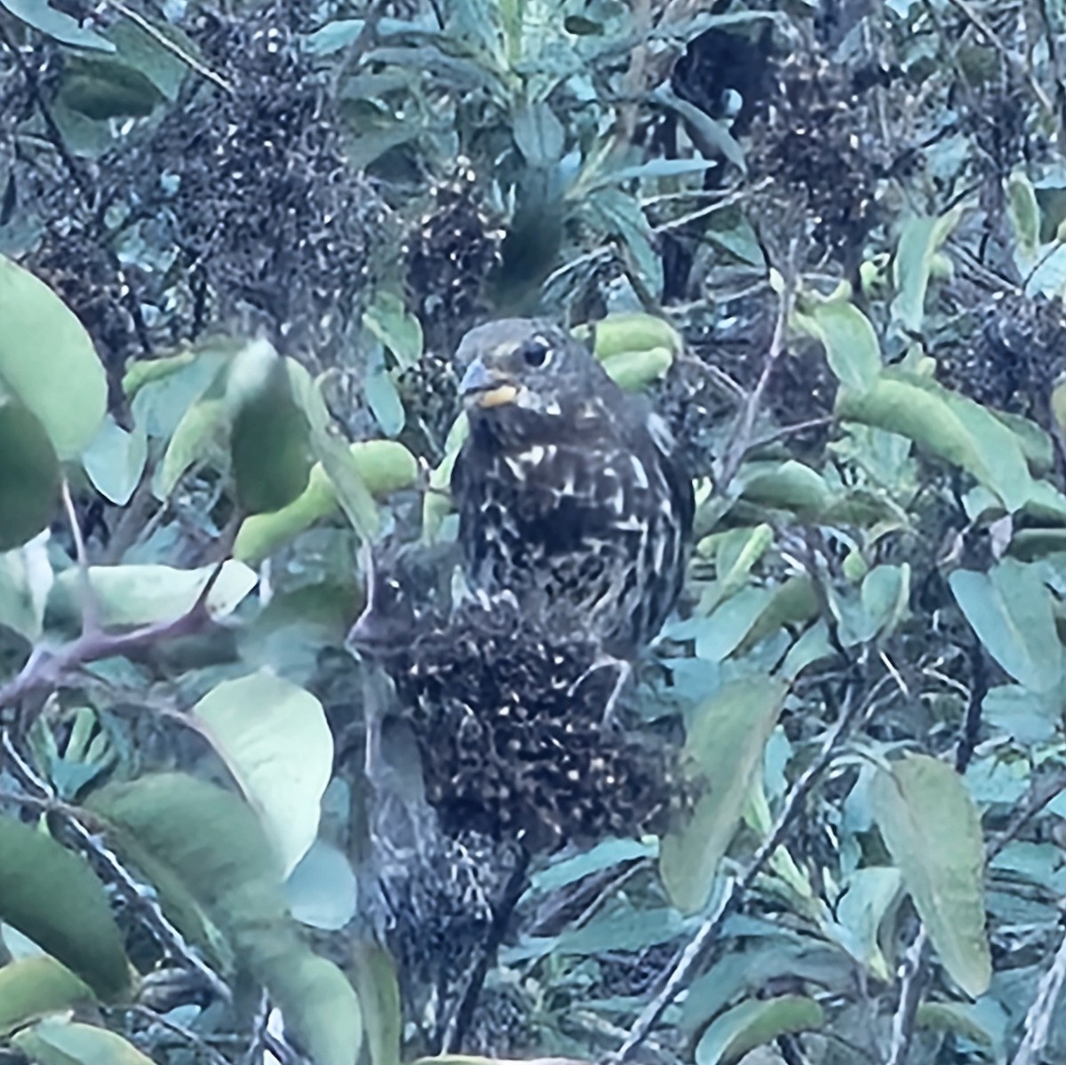 Fox Sparrow (Thick-billed) - ML646730053