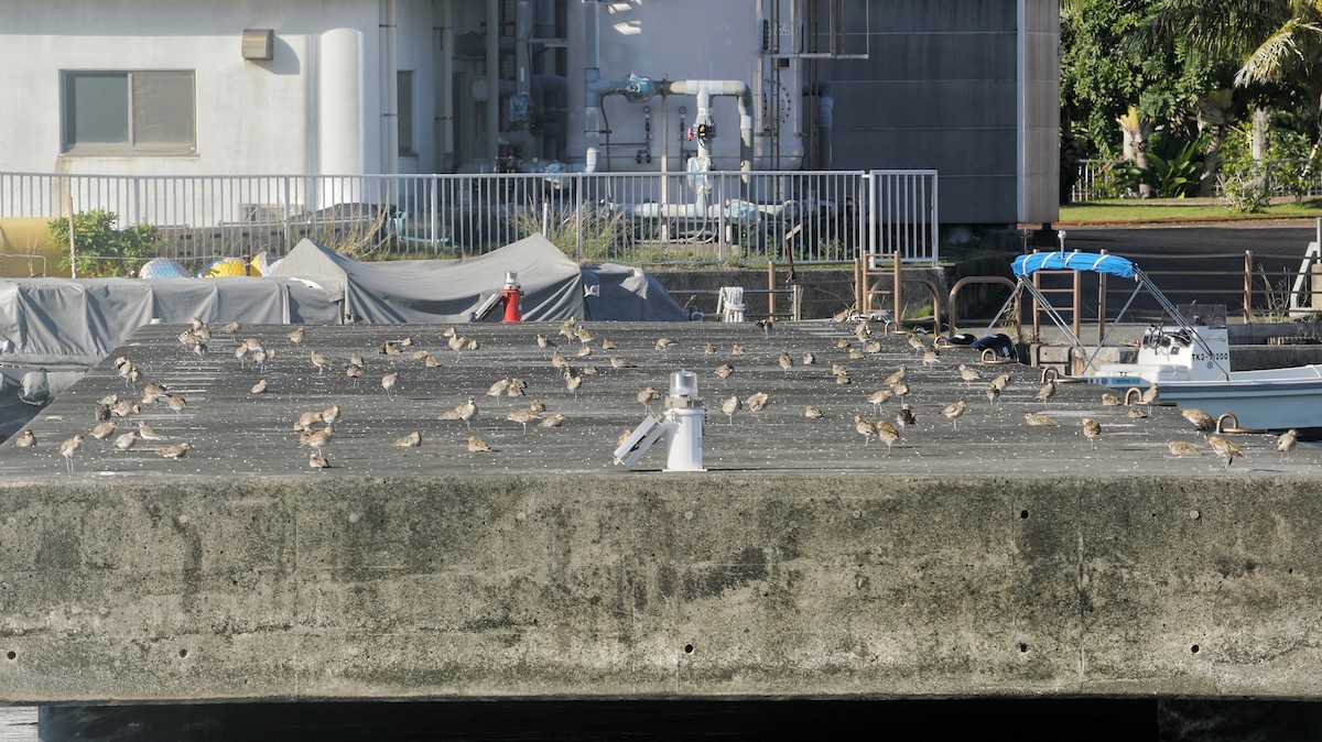 Pacific Golden-Plover - ML646730054