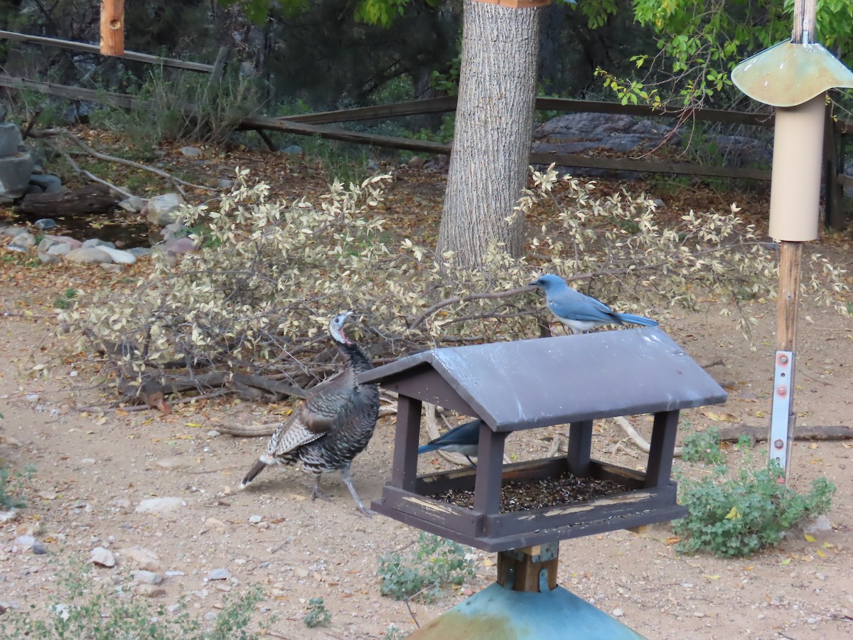 Yabani Hindi - ML646730055