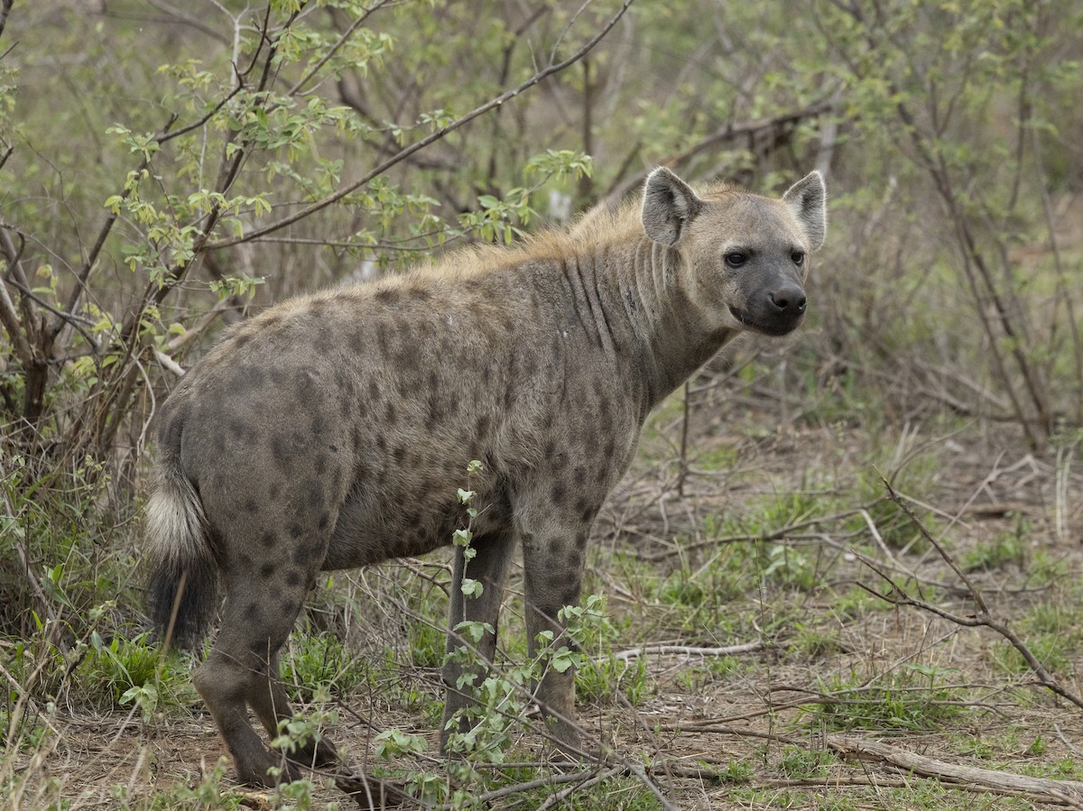 Spotted Hyena - ML646730058