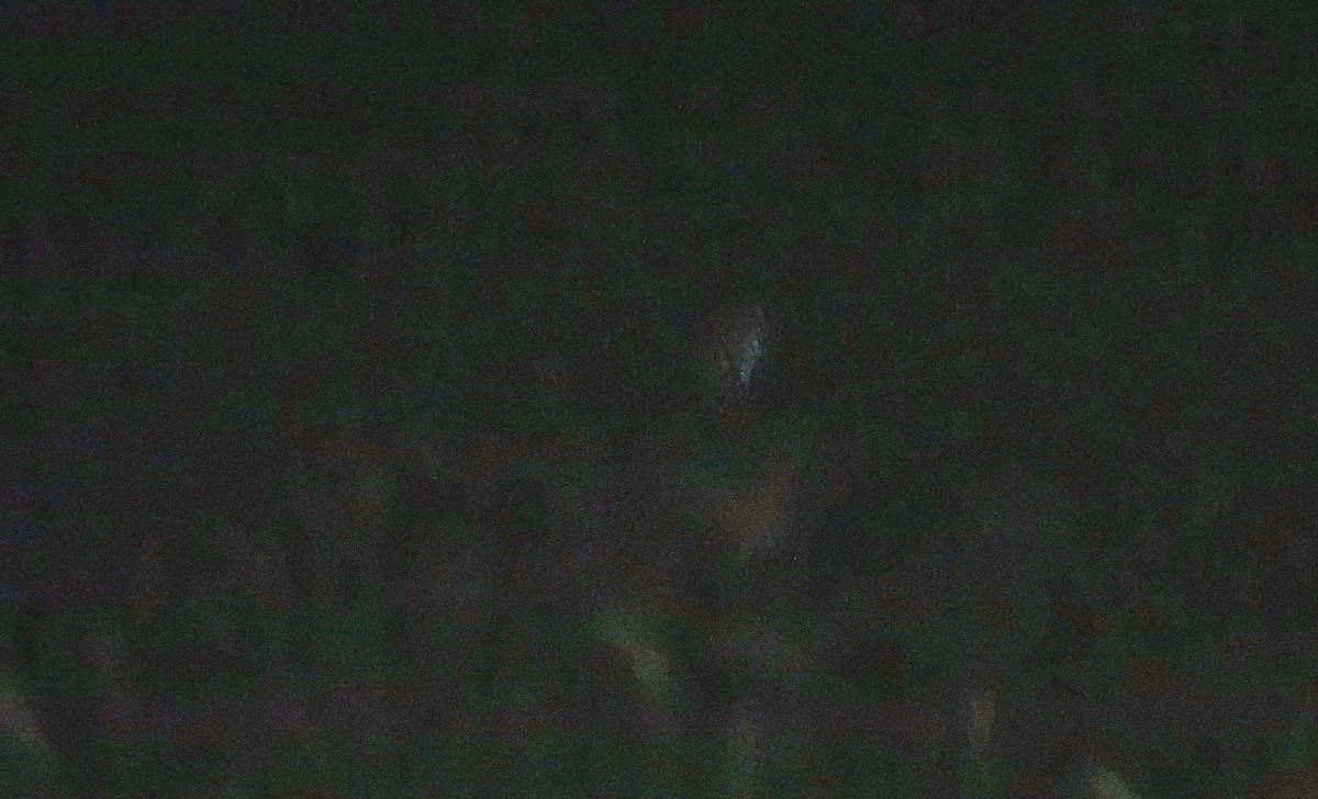 Doğu Çayır Baykuşu - ML646730063