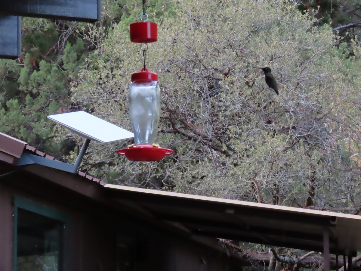 Anna Kolibrisi - ML646730065