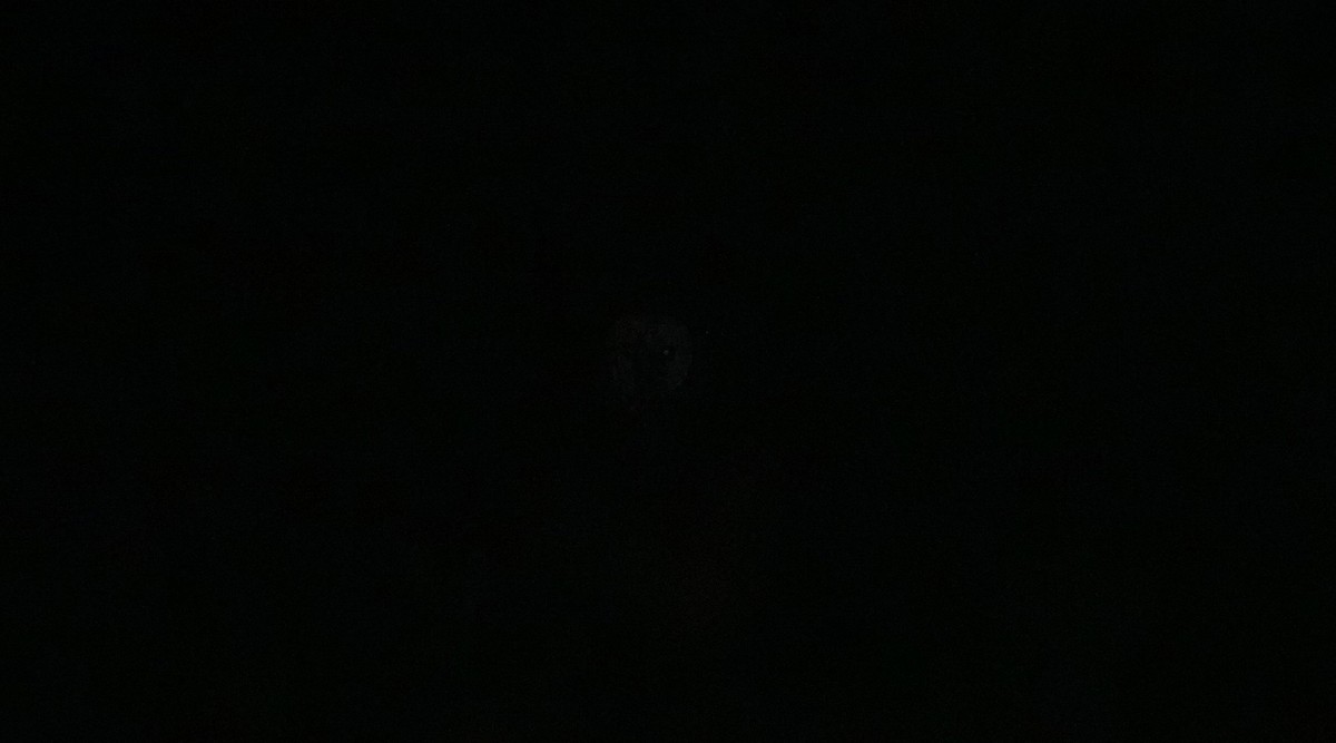 Doğu Çayır Baykuşu - ML646730069