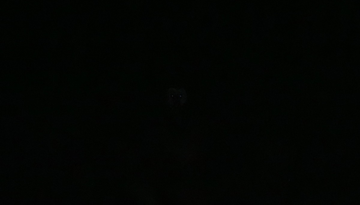 Doğu Çayır Baykuşu - ML646730070