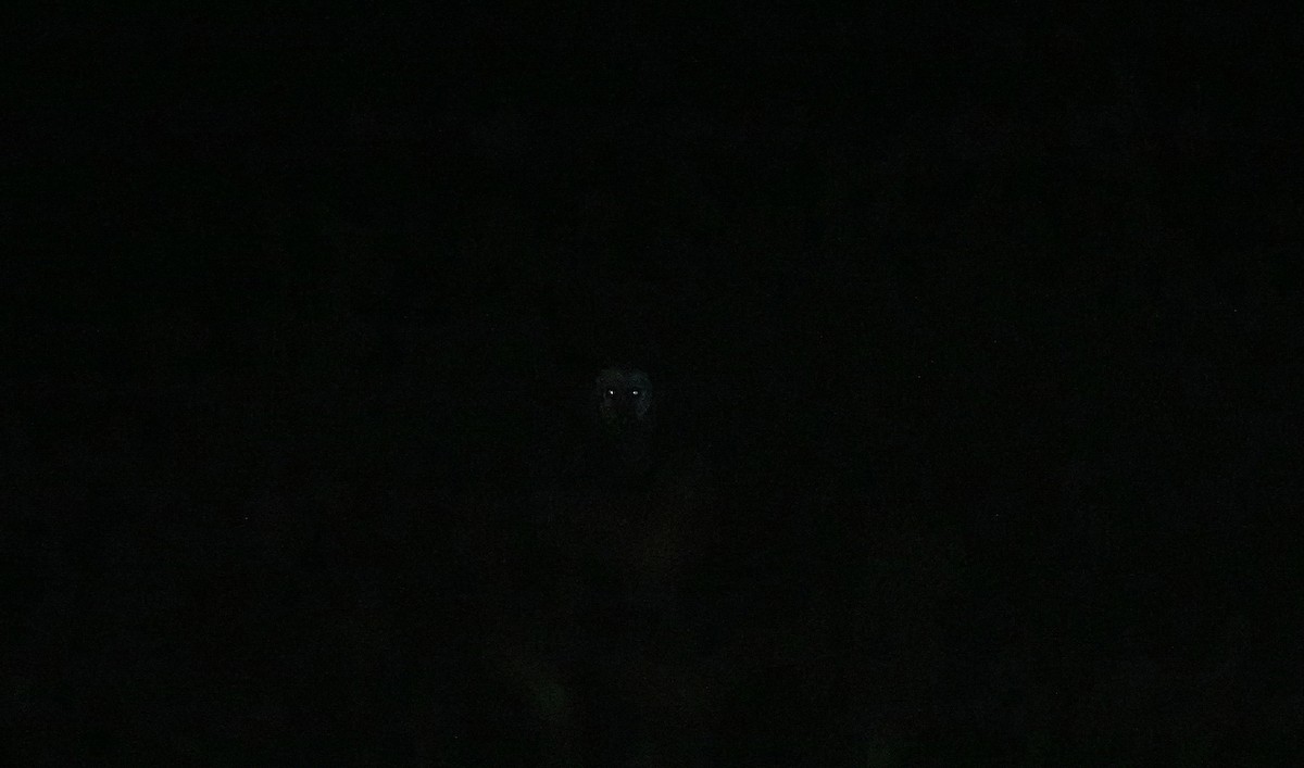 Doğu Çayır Baykuşu - ML646730071