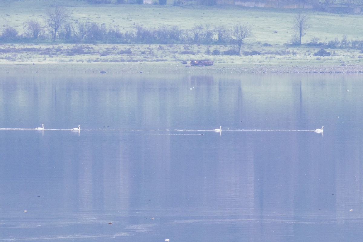 Mute Swan - ML646730072