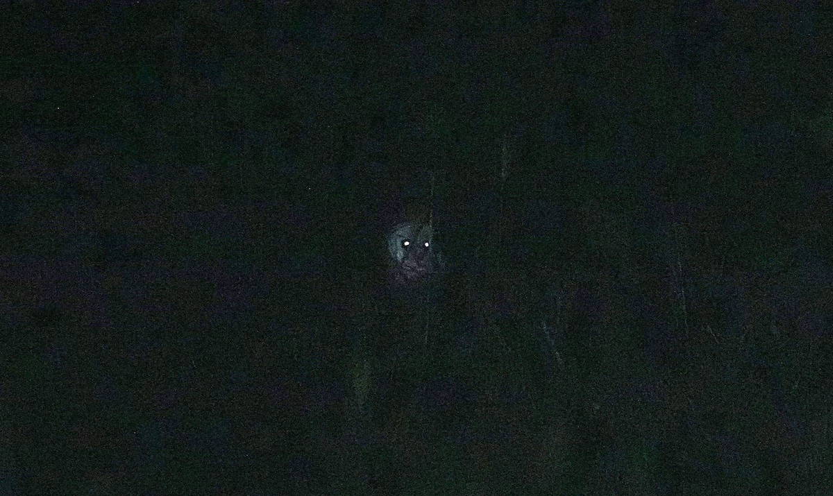 Doğu Çayır Baykuşu - ML646730073