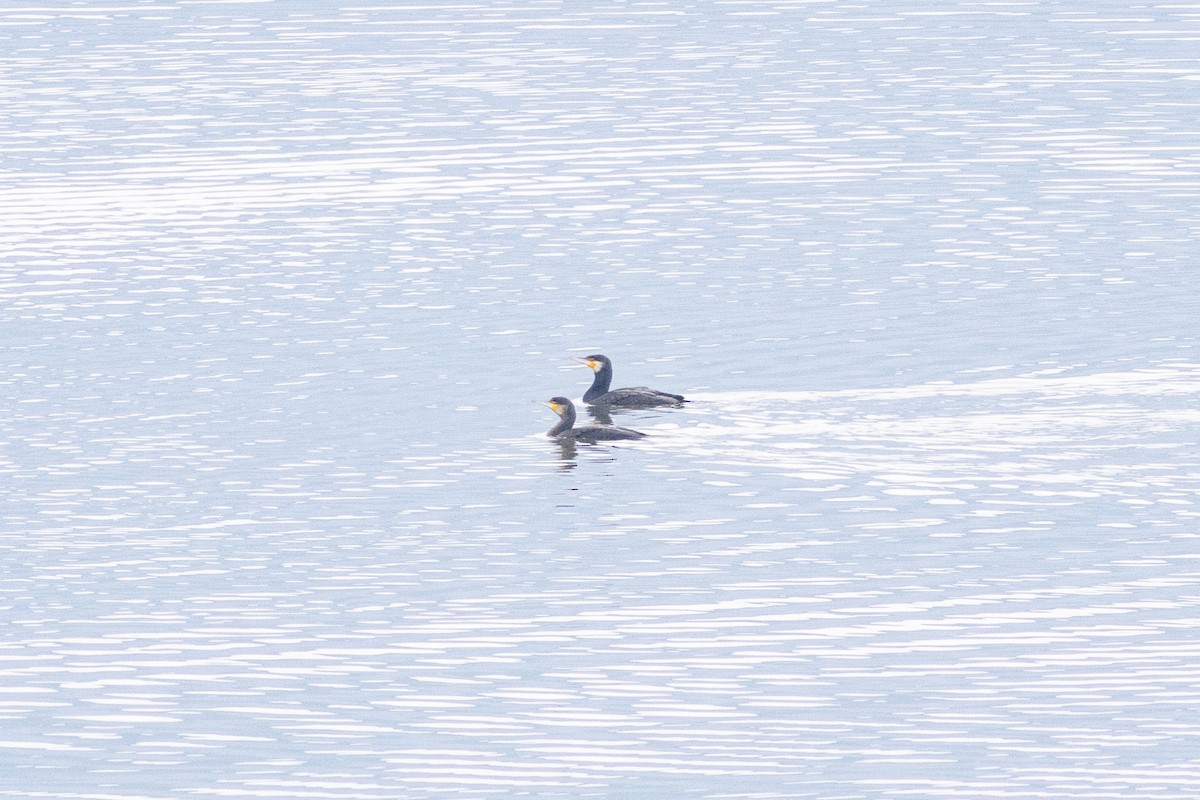 Great Cormorant - ML646730074