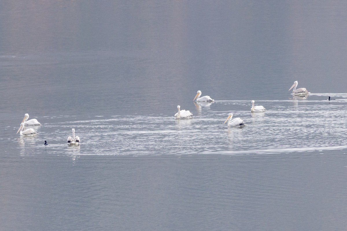 Dalmatian Pelican - ML646730077