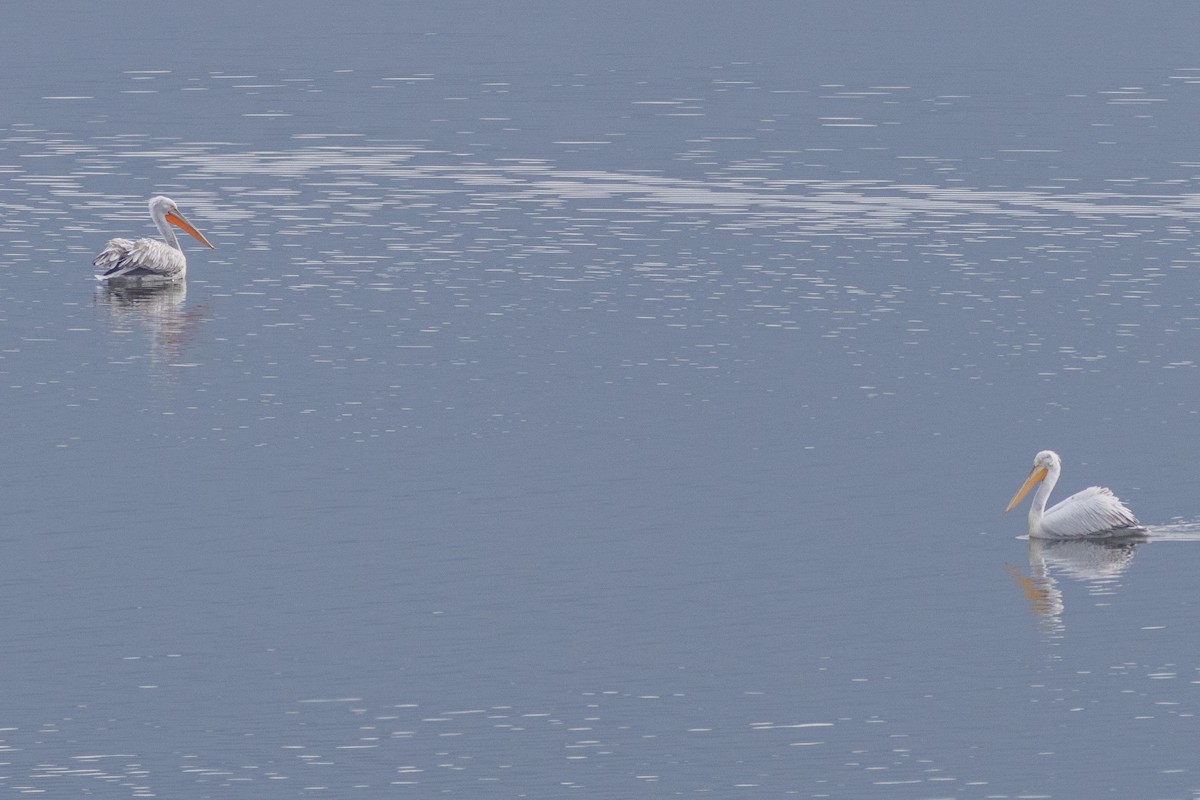 Dalmatian Pelican - ML646730078