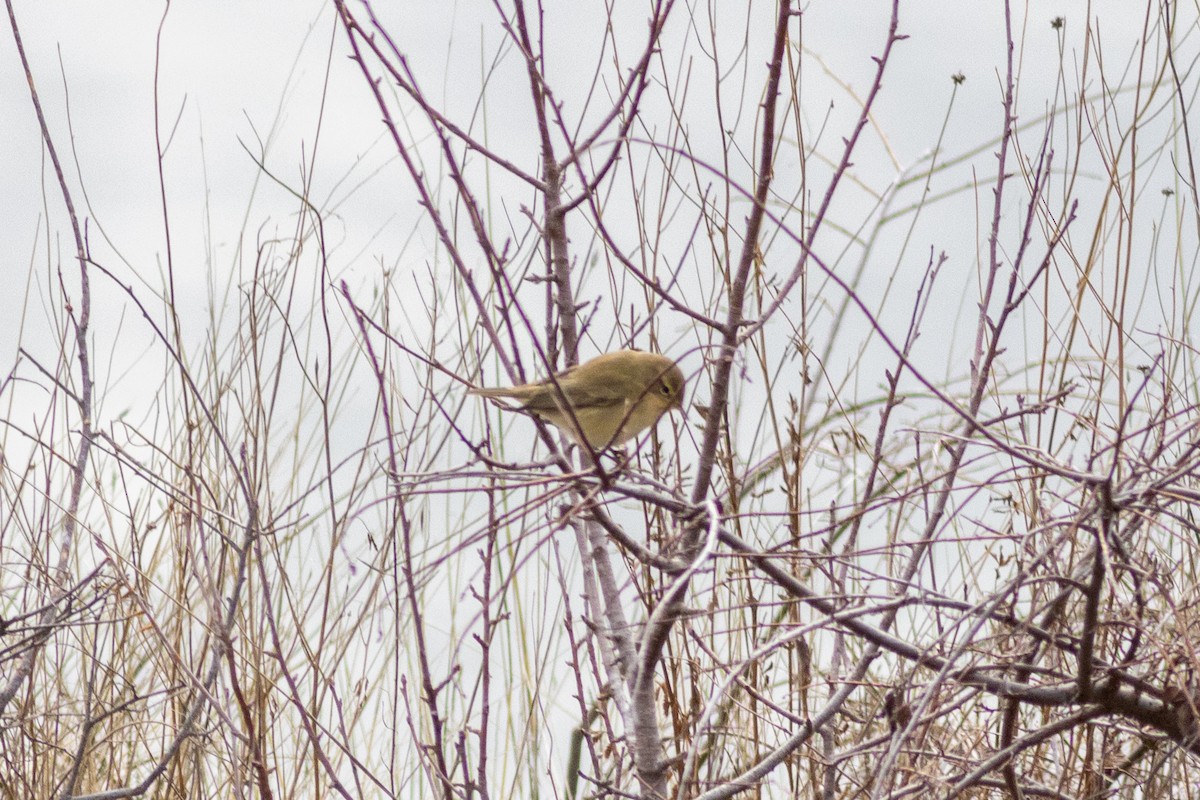 Common Chiffchaff - ML646730080