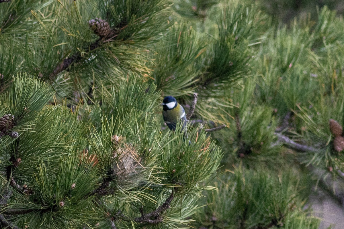 Great Tit - ML646730081