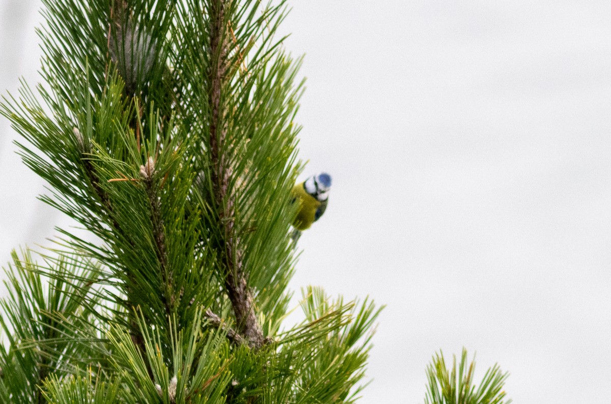 Eurasian Blue Tit - ML646730082