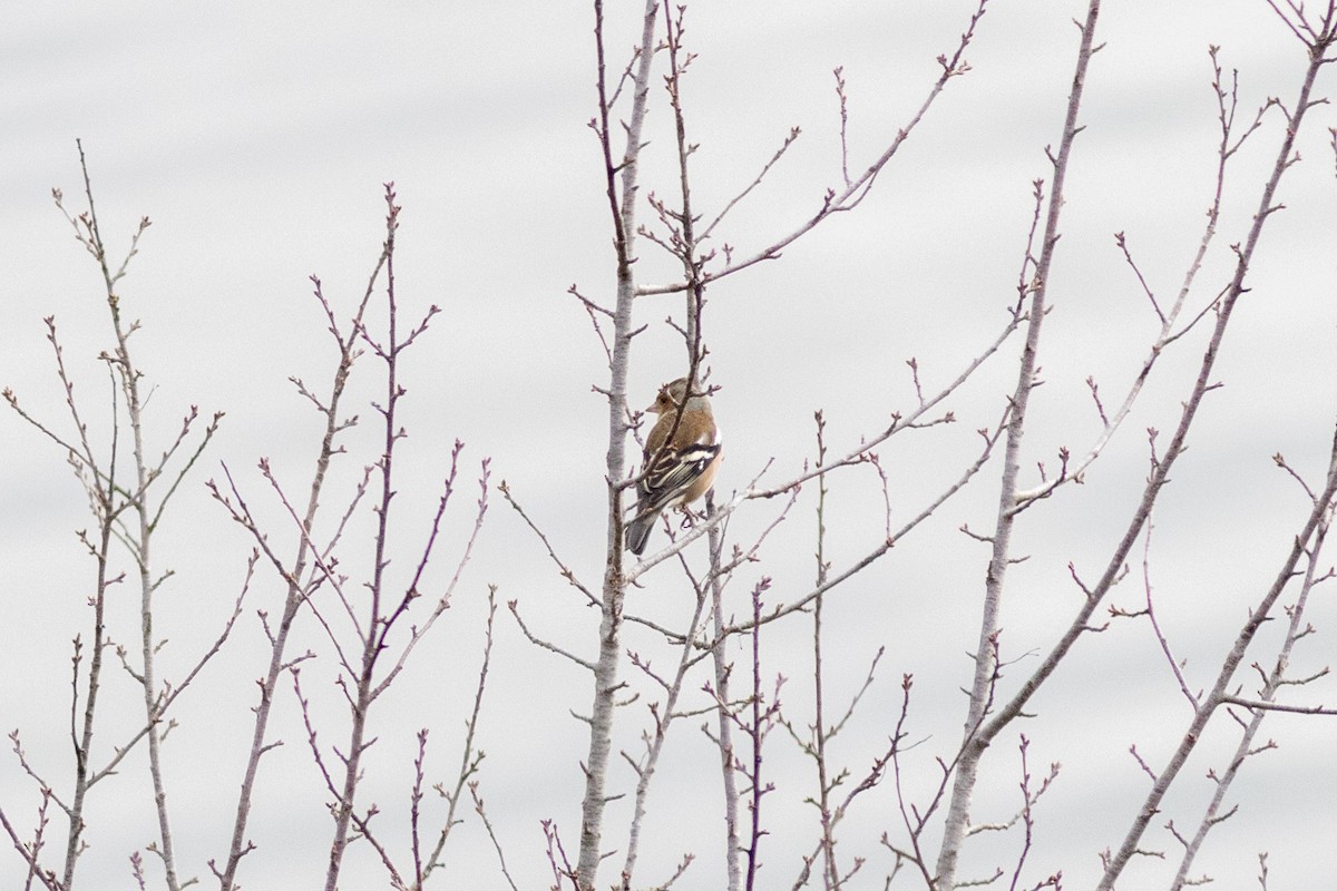 Common Chaffinch - ML646730084