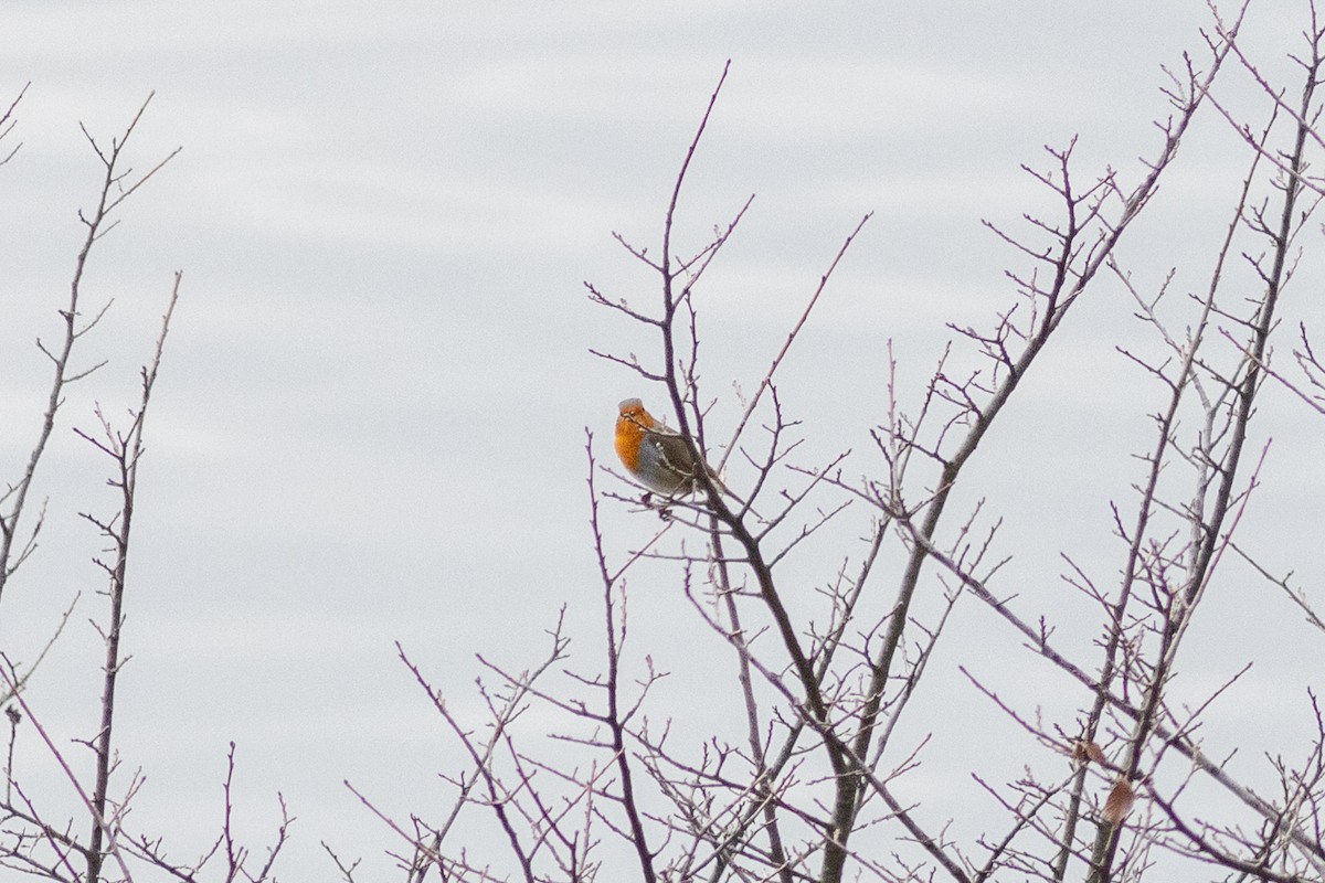 European Robin - ML646730085