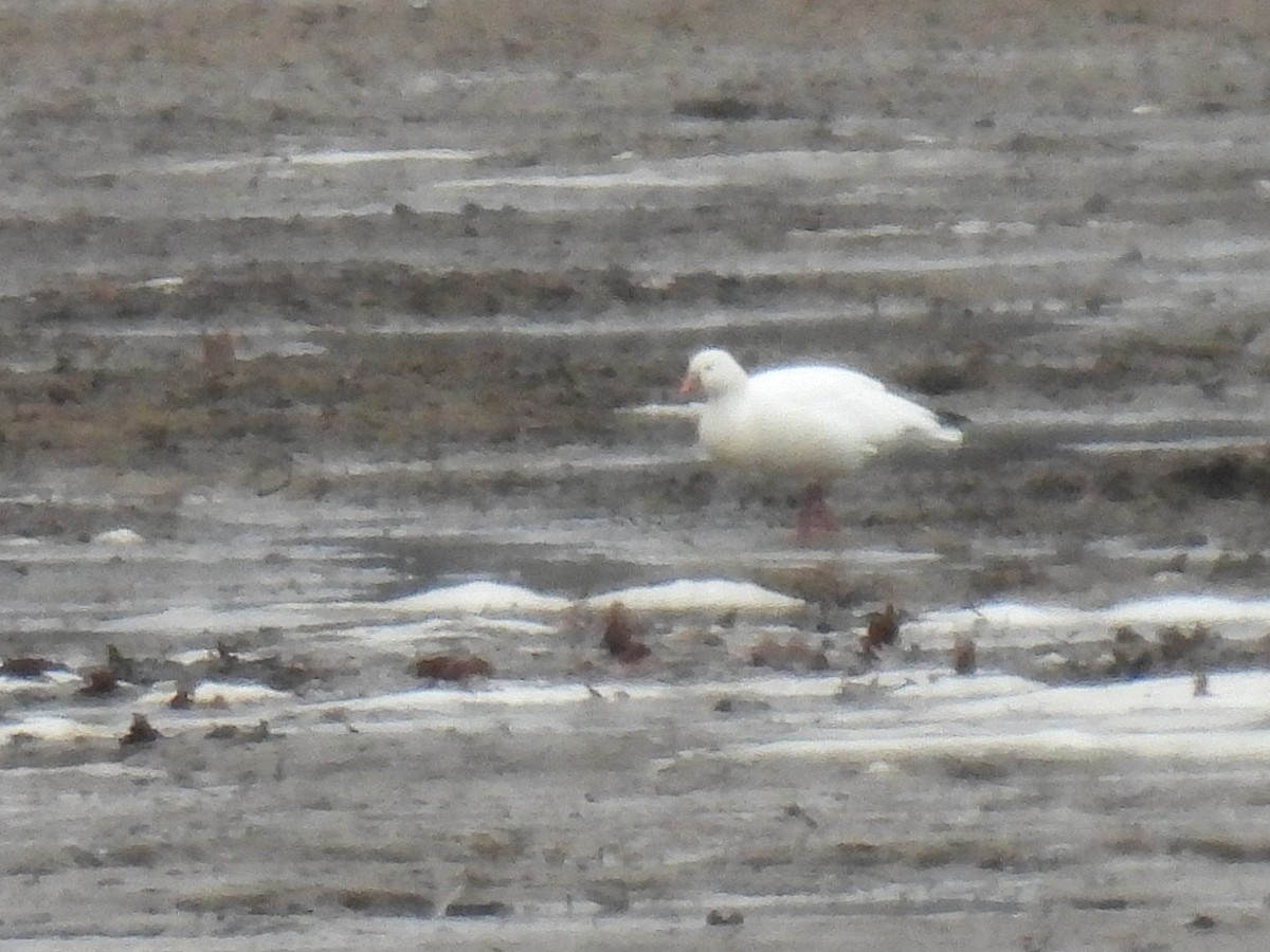 Zwergschneegans - ML646730086