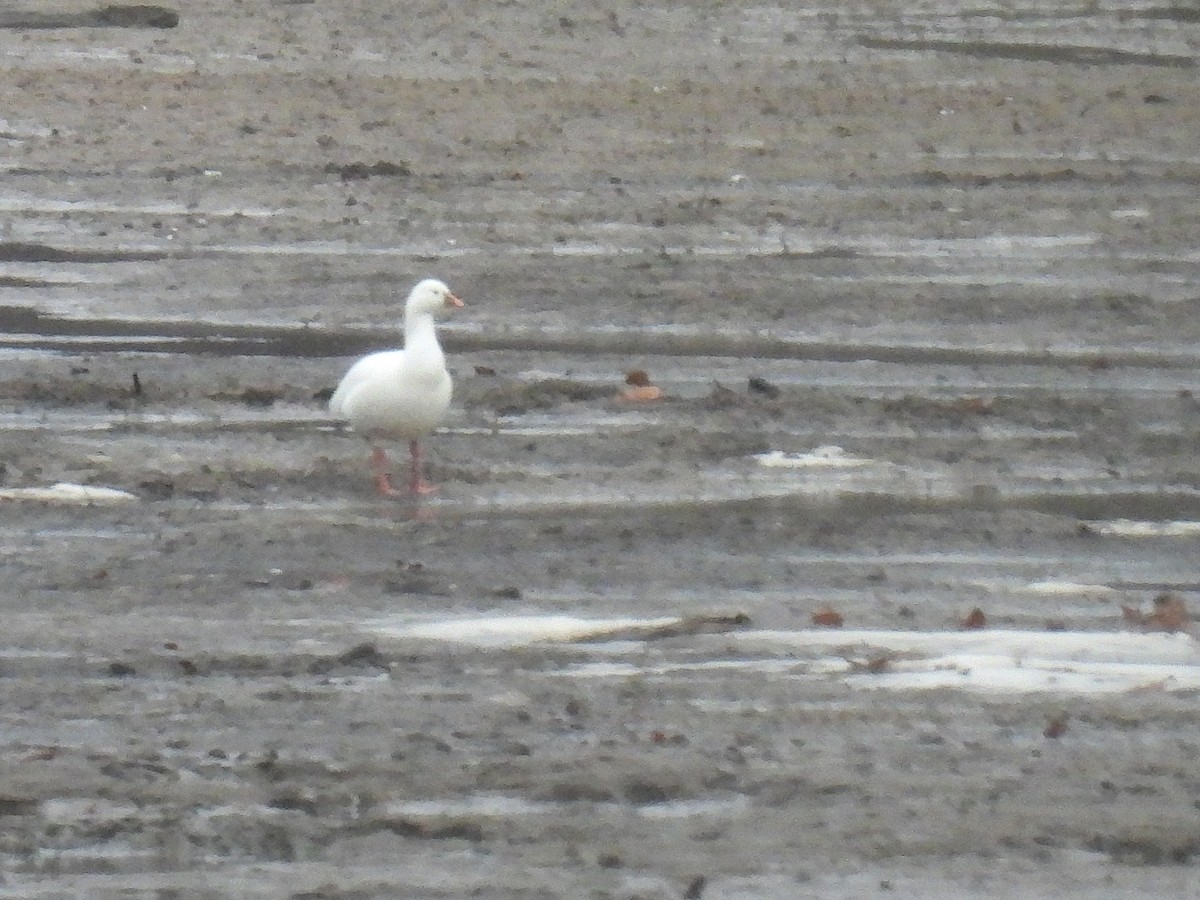 Zwergschneegans - ML646730087