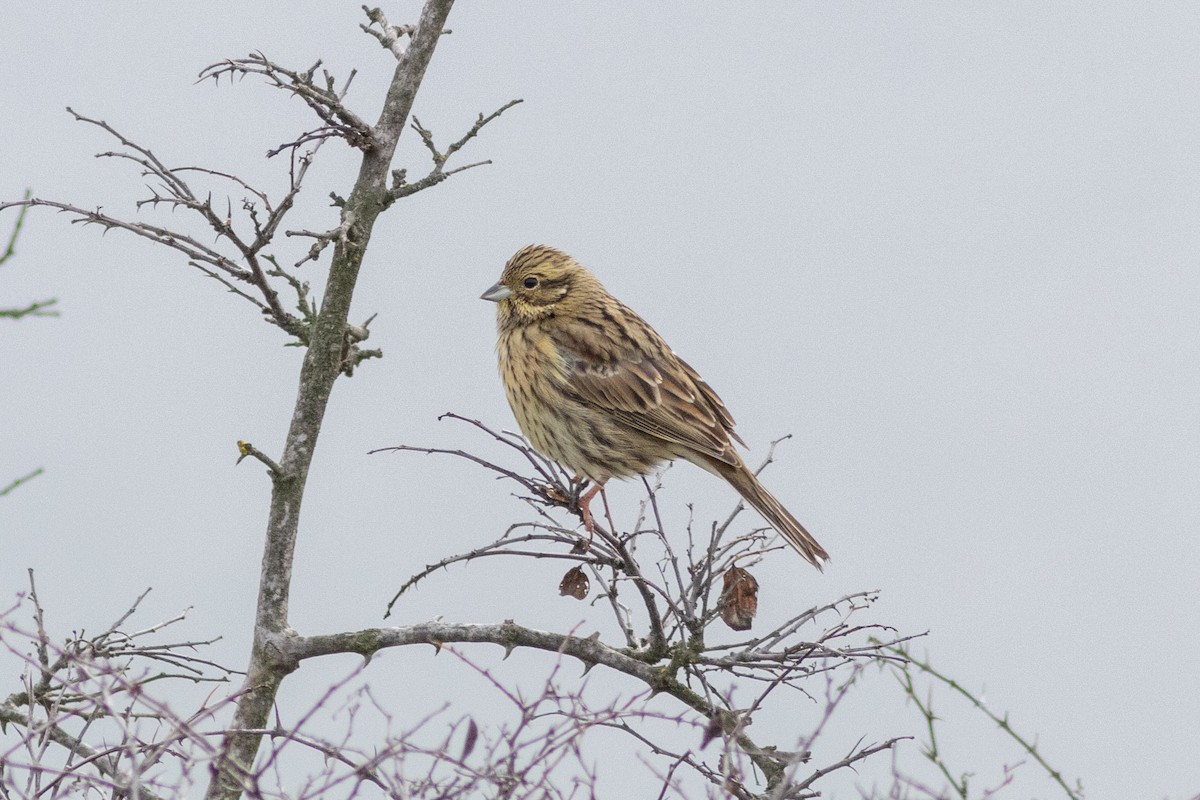 Cirl Bunting - ML646730088