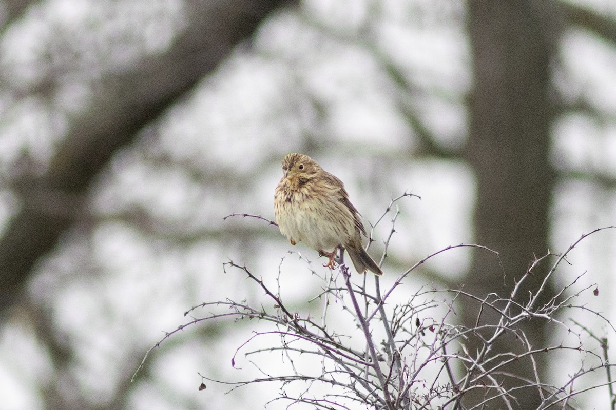 Corn Bunting - ML646730090