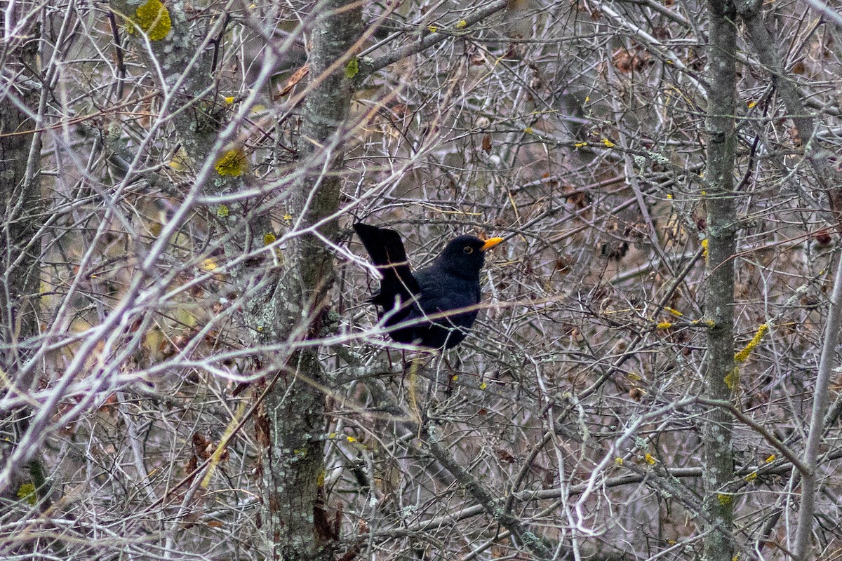 Eurasian Blackbird - ML646730091