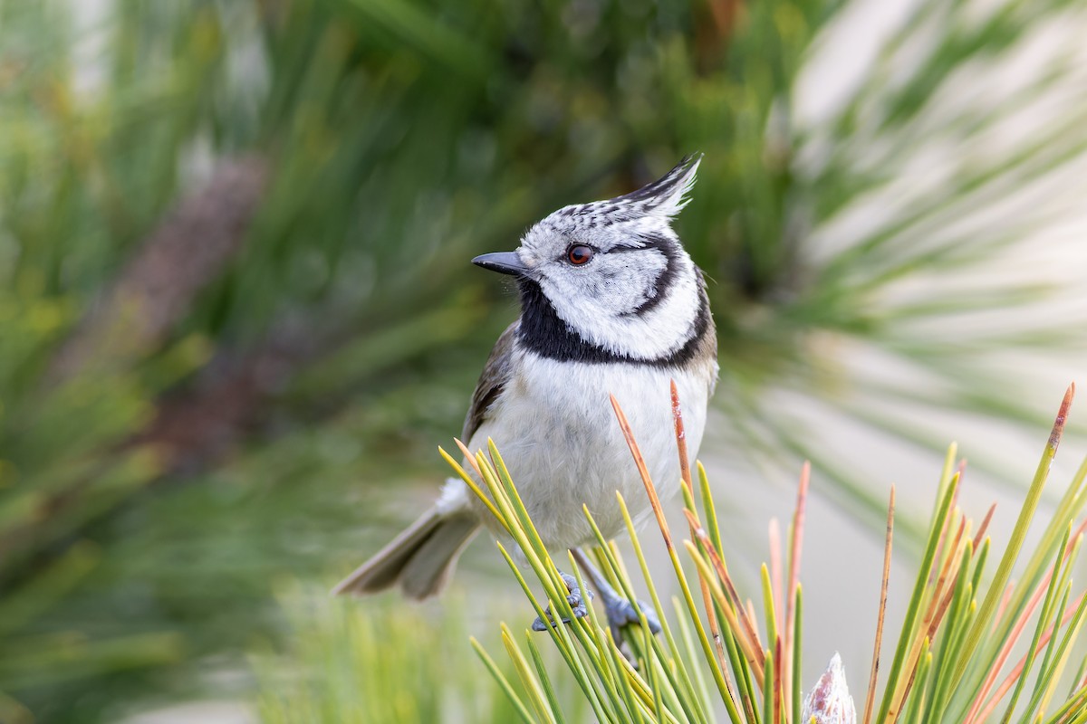 Crested Tit - ML646730093