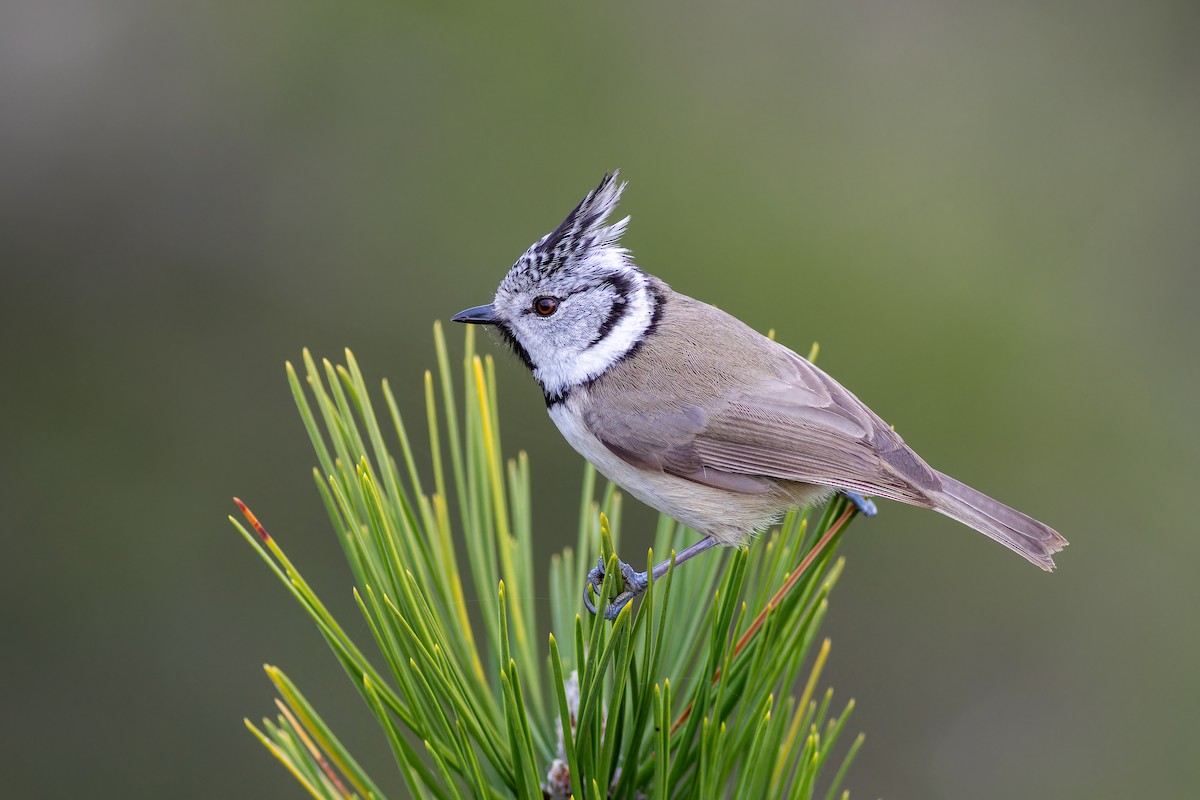 Crested Tit - ML646730094