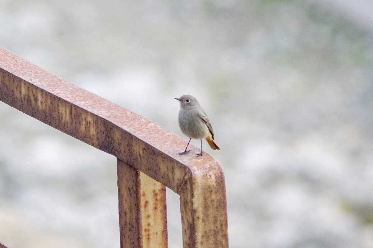 Black Redstart - ML646730095