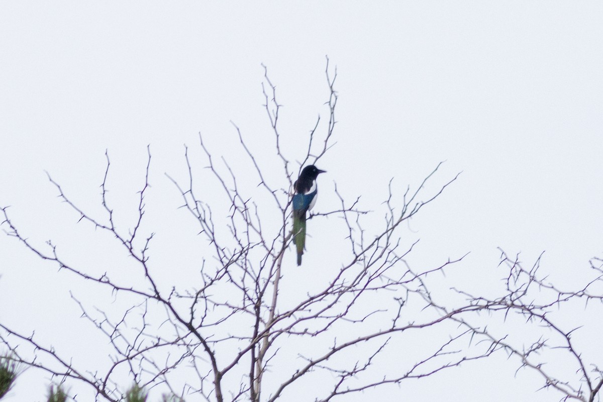 Eurasian Magpie - ML646730098