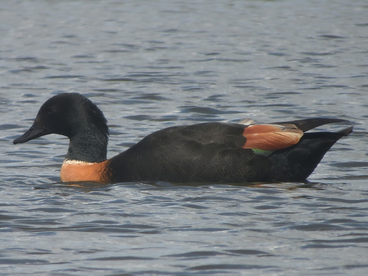 Australian Shelduck - ML646730099