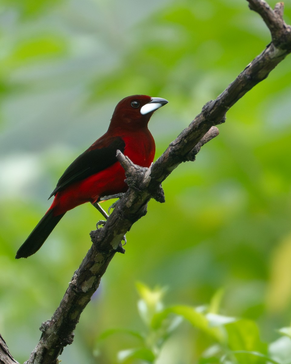 Crimson-backed Tanager - ML646730101