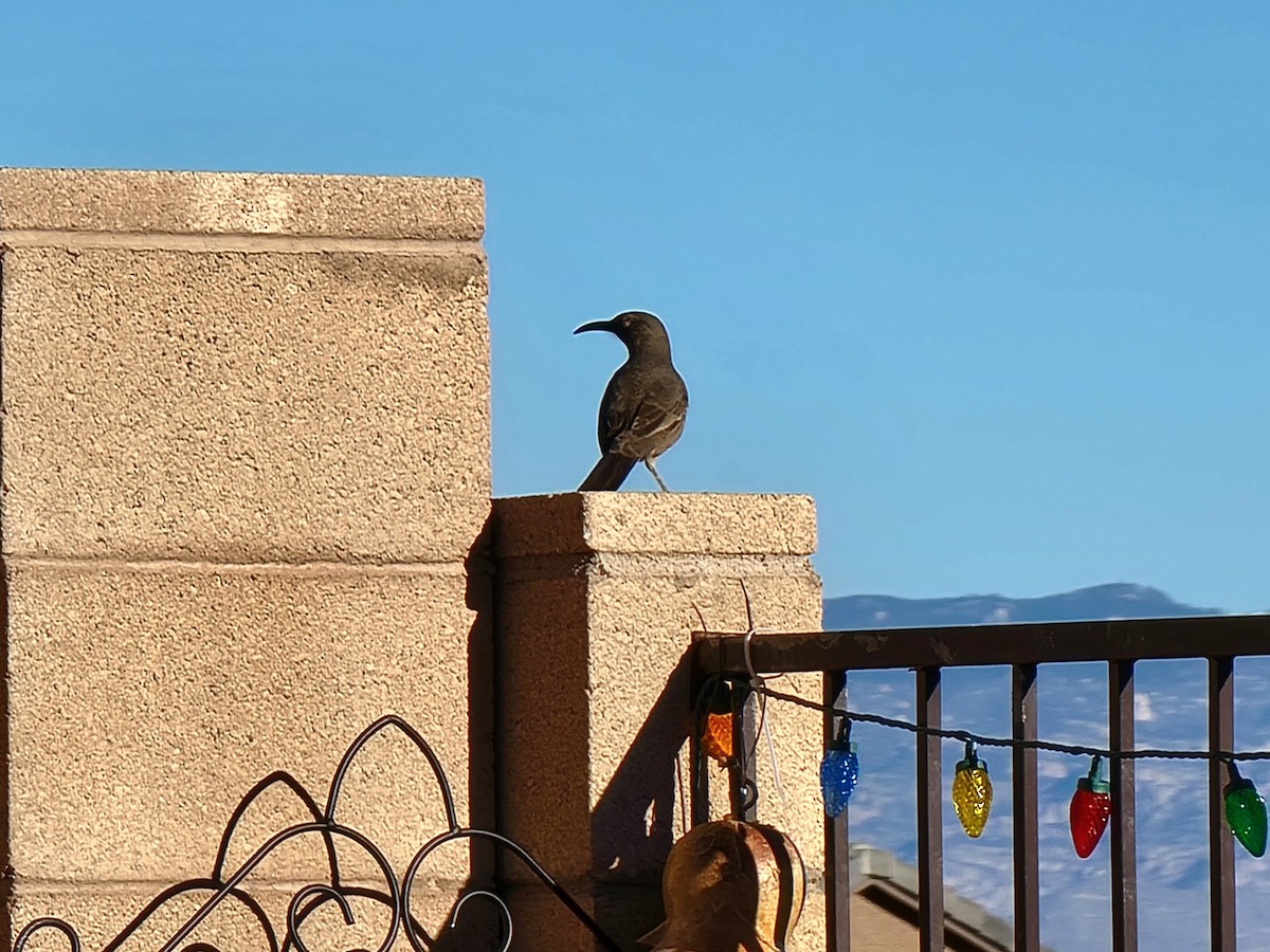 Curve-billed Thrasher - ML646730102