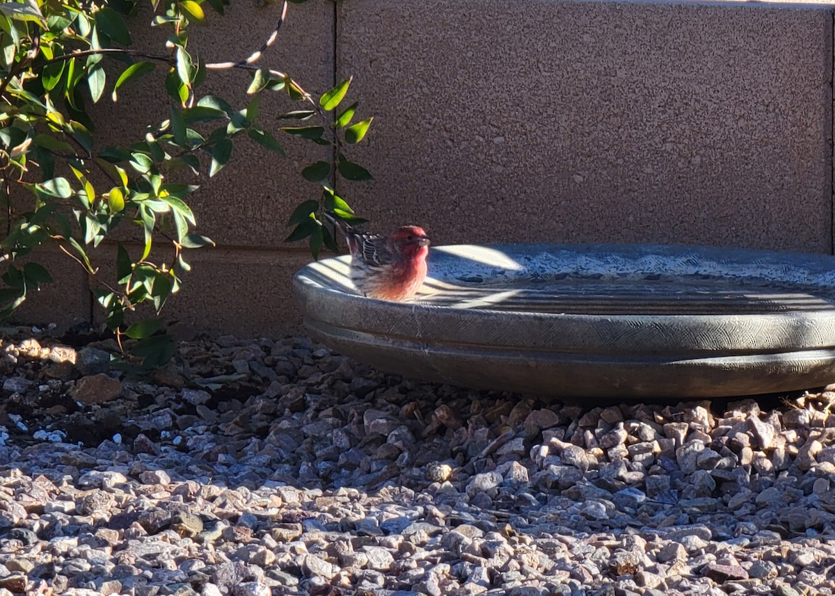 House Finch - ML646730103