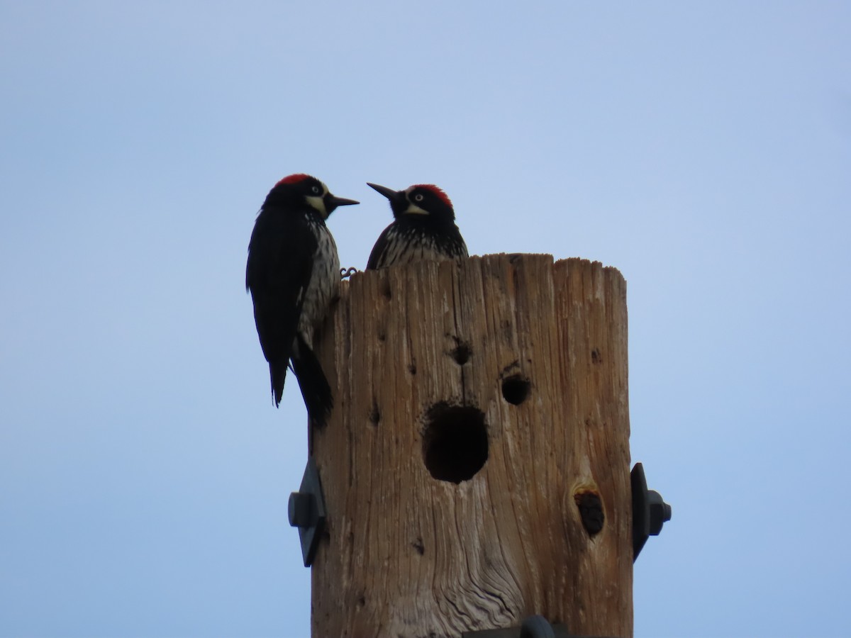 Palamut Ağaçkakanı - ML646730104