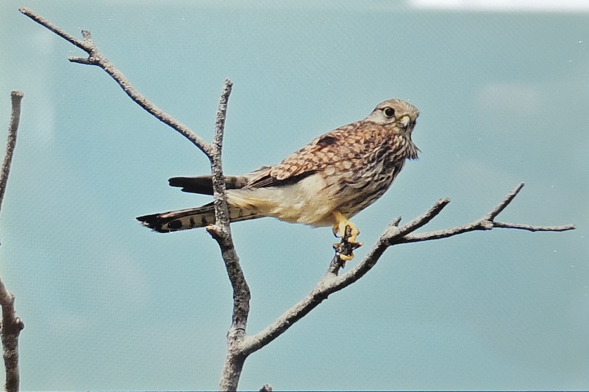 チョウゲンボウ - ML646730105