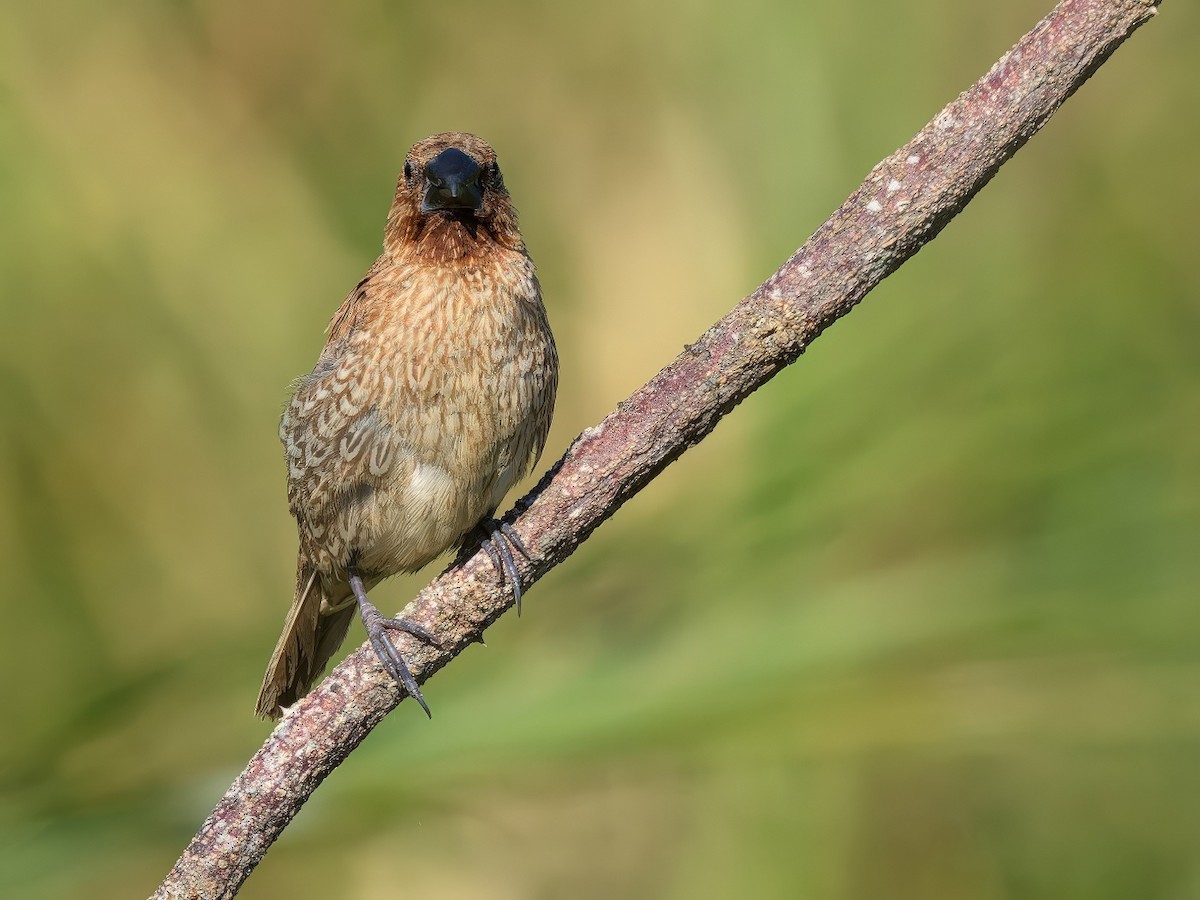 Scaly-breasted Munia - ML646730106