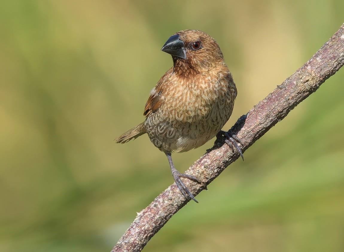 Scaly-breasted Munia - ML646730107