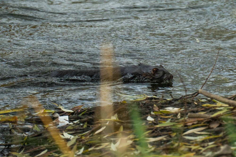 Animali - ML646730108