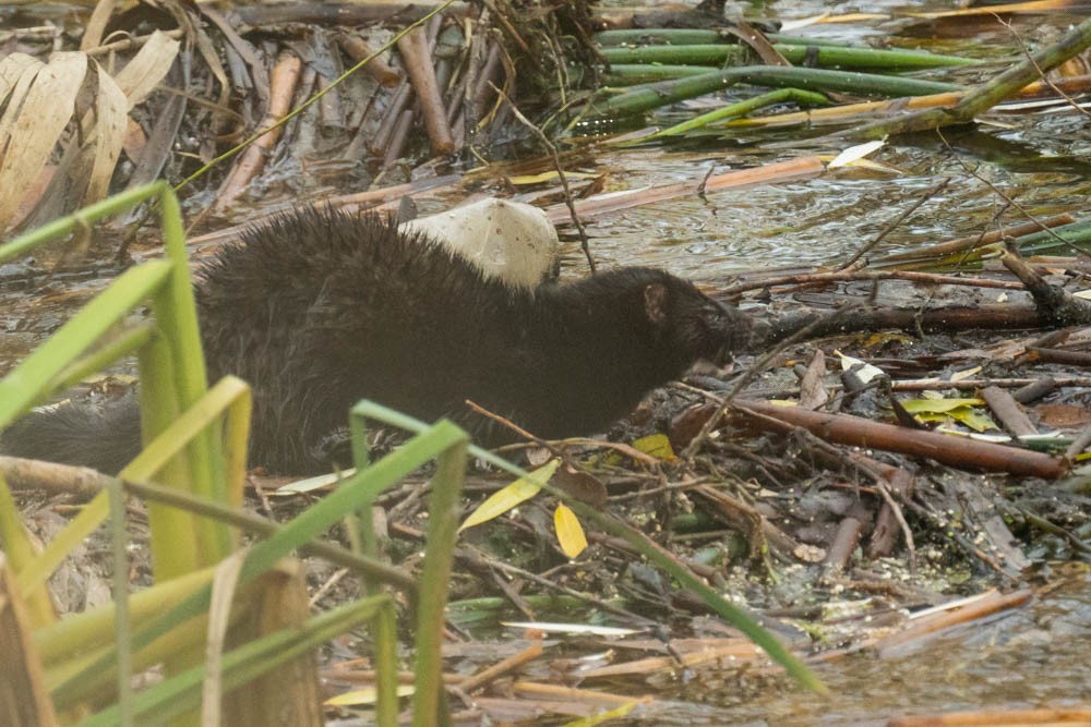 Animali - ML646730109