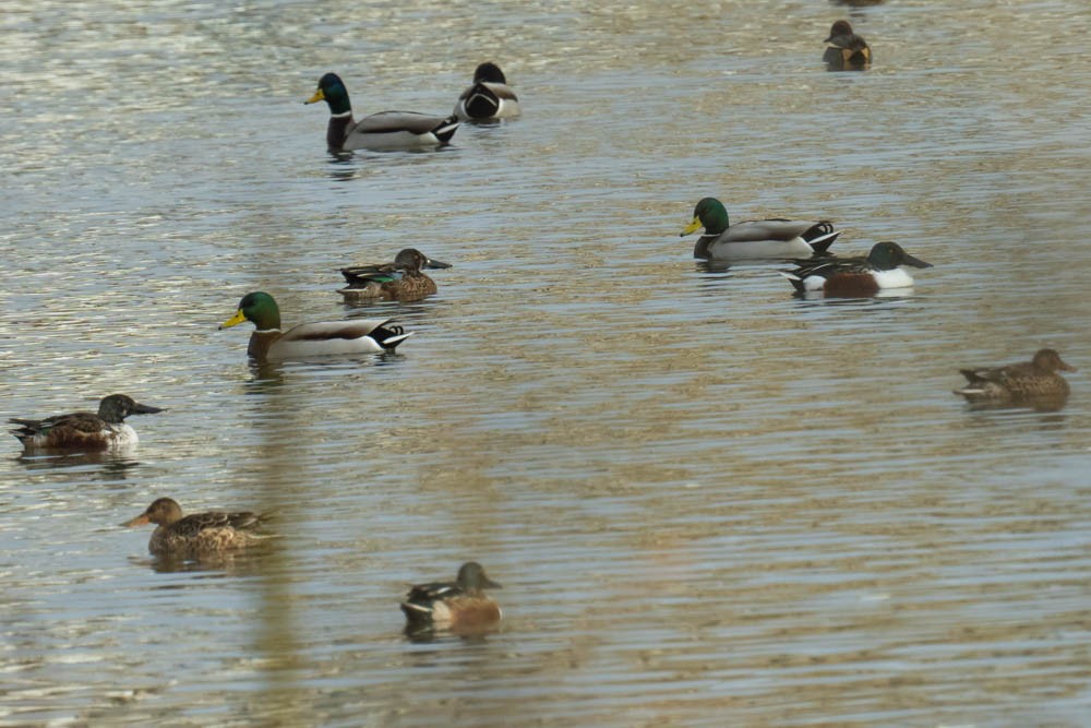 Cuchara Común - ML646730111