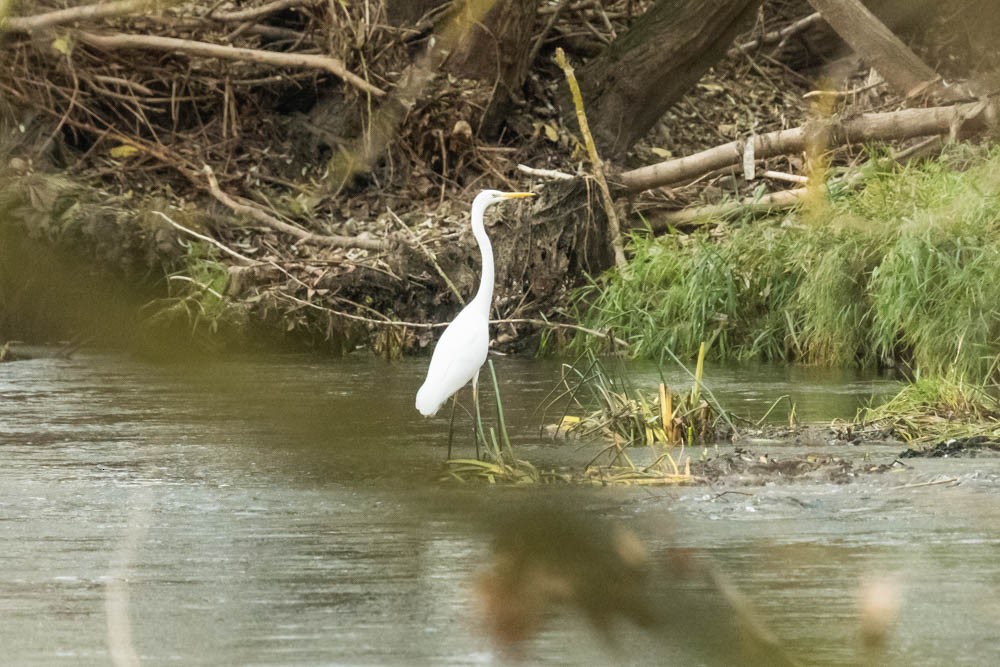 Airone bianco maggiore - ML646730113