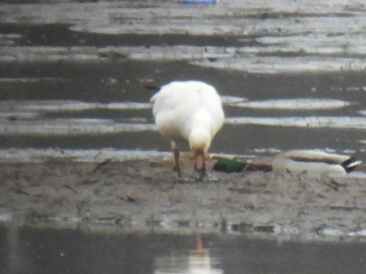 Schneegans - ML646730114