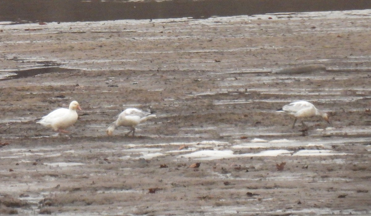 Schneegans - ML646730115