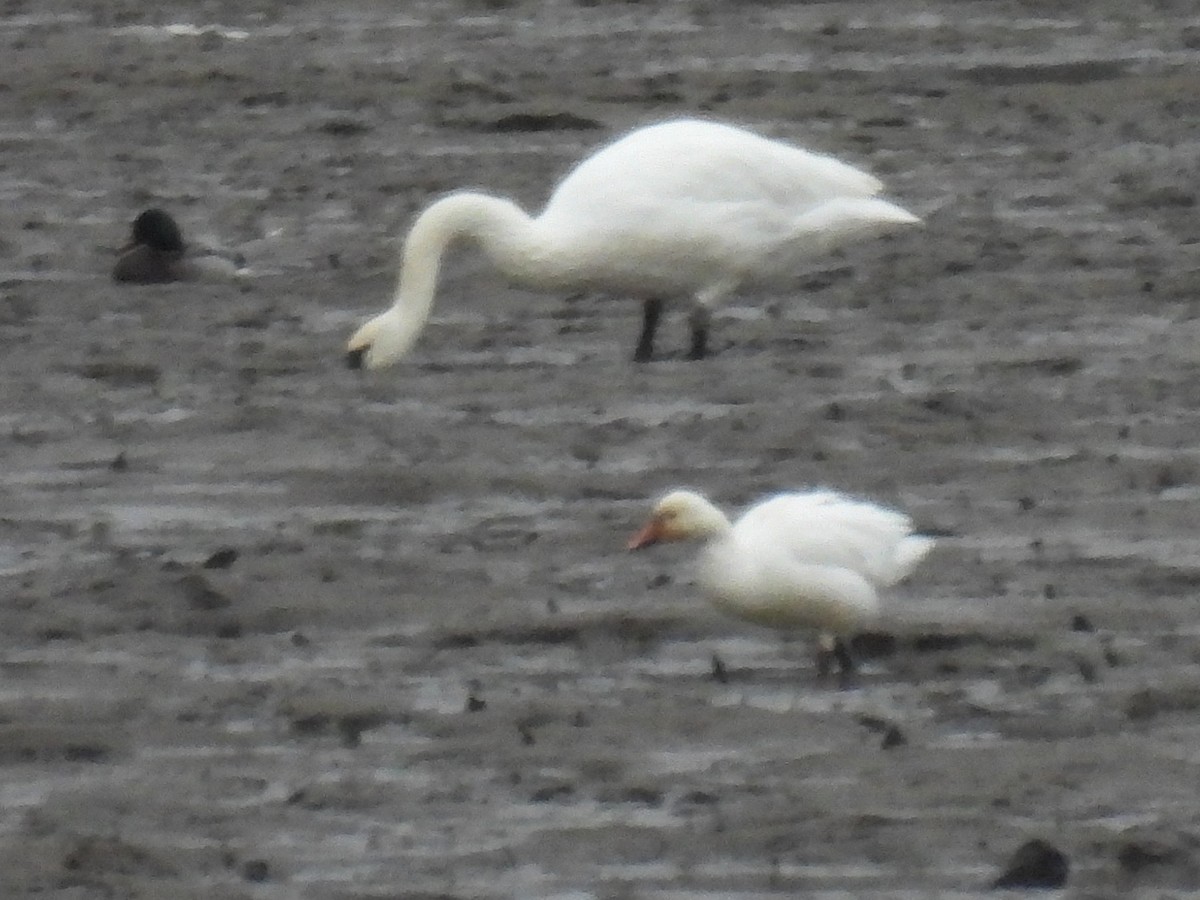 Schneegans - ML646730116