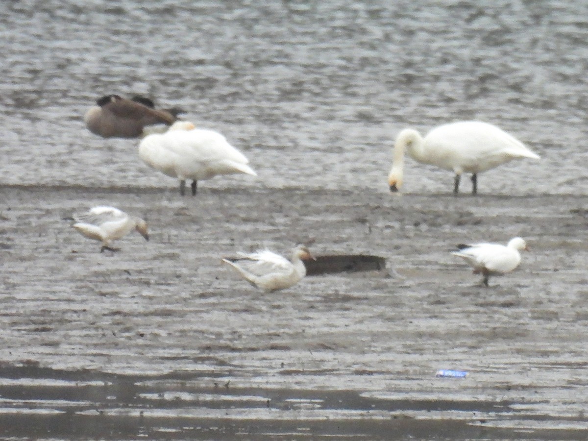 Schneegans - ML646730117